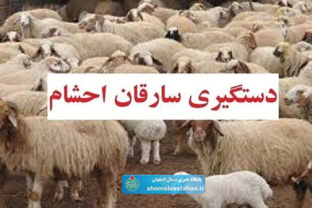 دستبند پلیس برخوار بر دستان سارق احشام